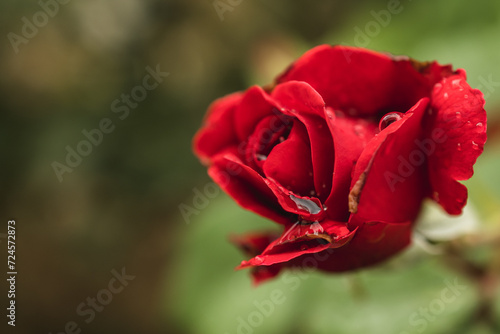 Red rose with water drops after rain
