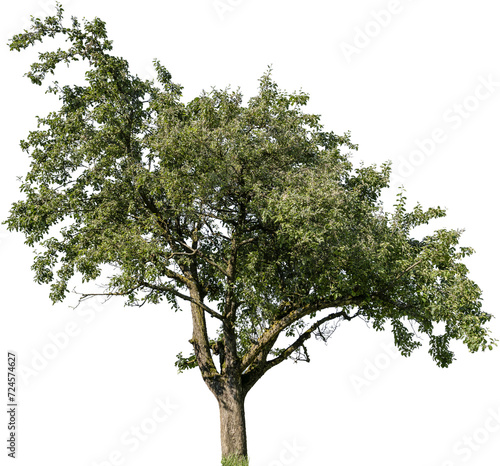 Grosser Apfelbaum mit kleinen grünen Äpfeln