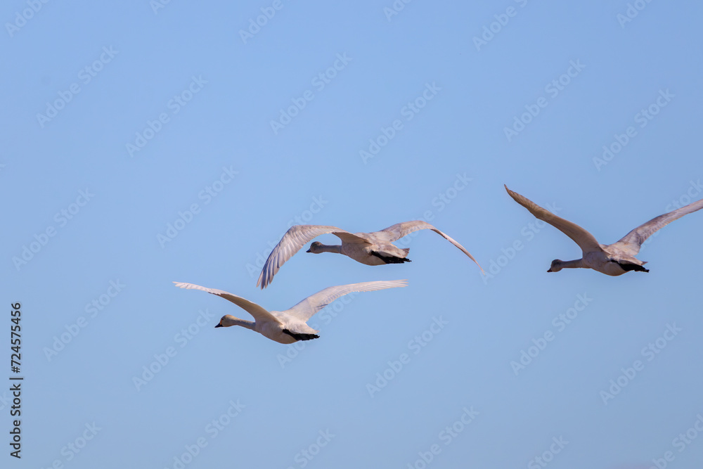 Fototapeta premium 早朝、ねぐらから一斉に飛び立つ美しいオオハクチョウ(ガンカモ科)の群れ。日本国栃木県栃木市、渡良瀬遊水地にて。 ラムサール条約登録地。 2024年1月27日撮影。A flock of beautiful whooper swans (Cygnus cygnus, family comprising Anatidae) flying simultaneously from their roo