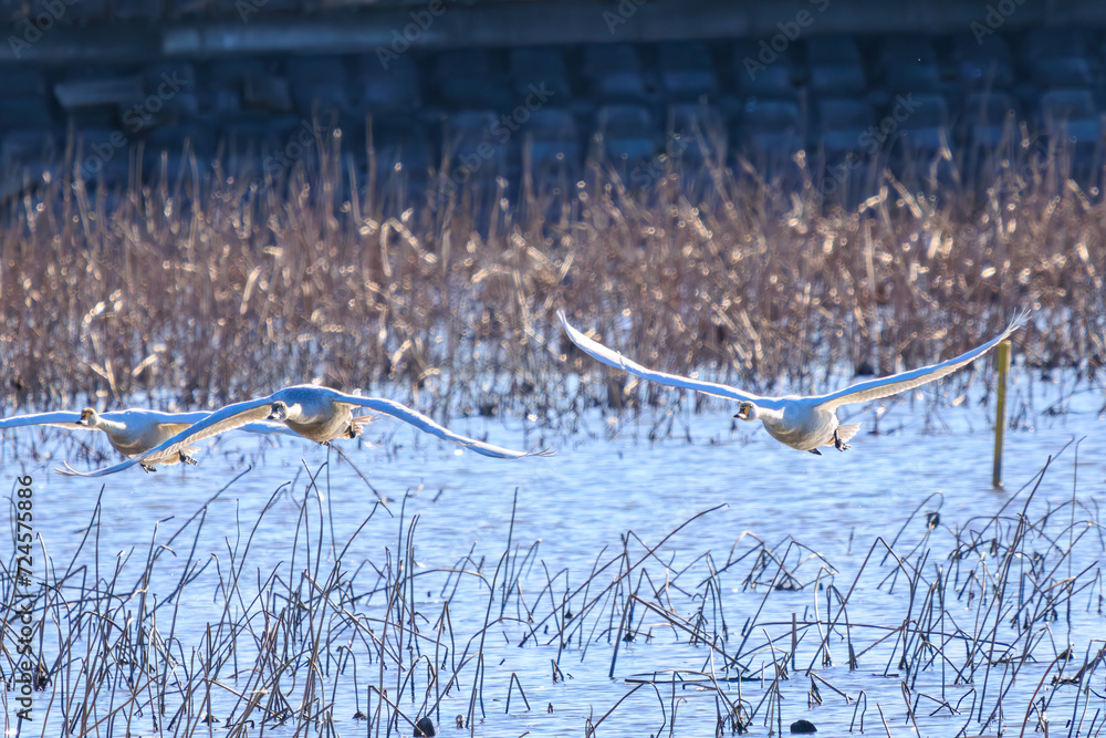 custom made wallpaper toronto digital早朝、ねぐらから一斉に飛び立つ美しいオオハクチョウ（ガンカモ科）の群れ。

日本国栃木県栃木市、渡良瀬遊水地にて。
ラムサール条約登録地。
2024年1月27日撮影。

A flock of beautiful whooper swans (Cygnus cygnus, family comprising Anatidae) flying simultaneously from their roo
