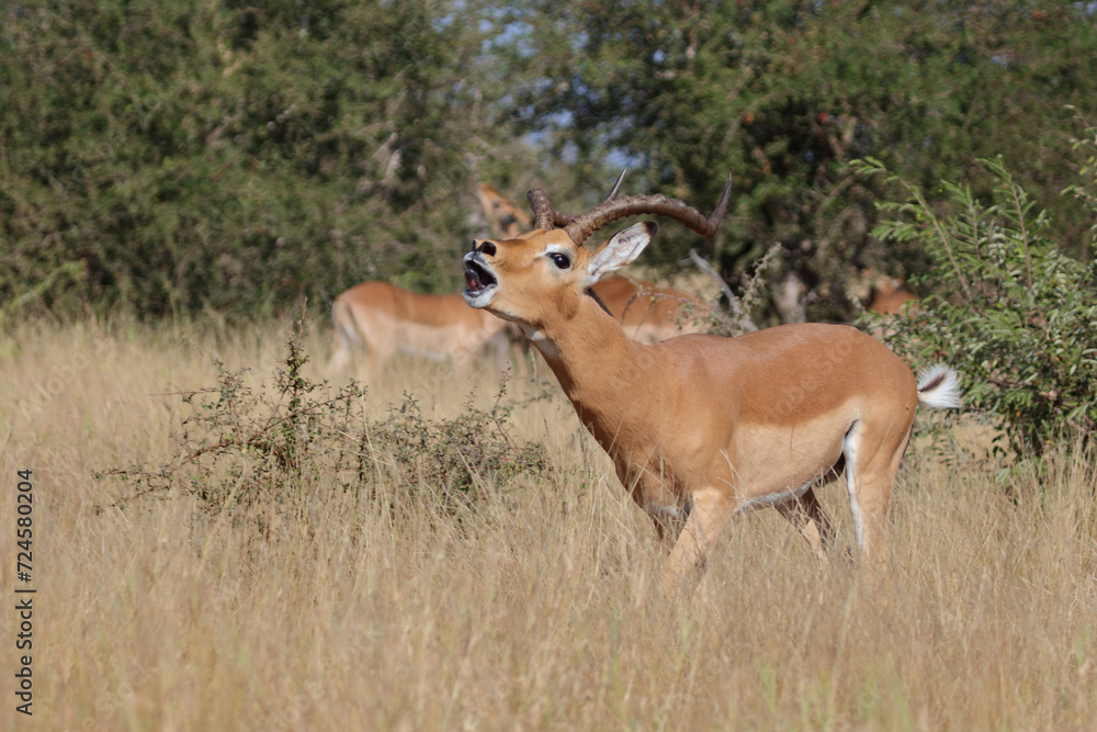 Schwarzfersenantilope / Impala / Aepyceros melampus Schwarzfersenantilope / Impala / Aepyceros melampus