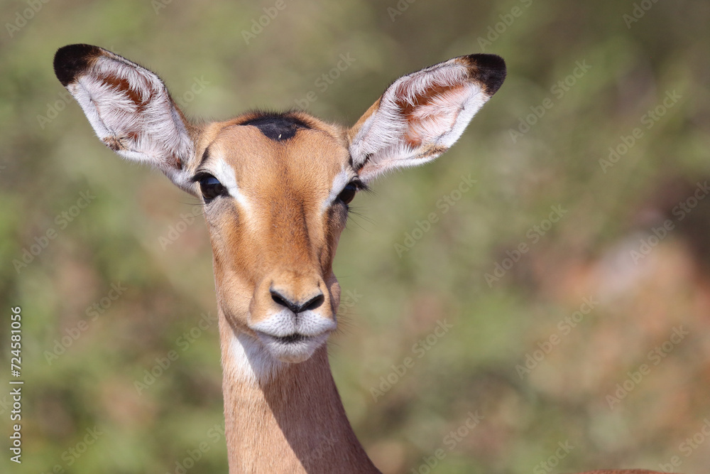 Schwarzfersenantilope / Impala / Aepyceros melampus Schwarzfersenantilope / Impala / Aepyceros melampus