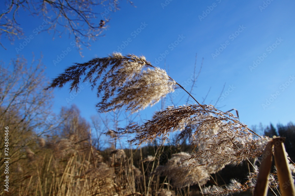 Obraz premium Winter in Attchenbach - Schilf im Wind