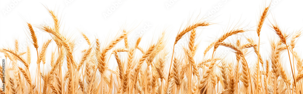 Golden wheat field isolated on white background, harvest season. Wide banner with copy space. Golden wheat field isolated on white background, harvest season. Wide banner with copy space.