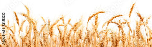 Golden wheat field isolated on white background, harvest season. Wide banner with copy space.