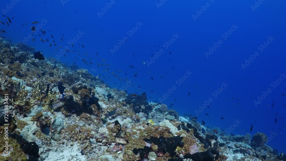 Humphead Wrasse over the Reef in the atoll of Fakarava in the French Polynesia in the middle of the South Pacific Humphead Wrasse over the Reef in the atoll of Fakarava in the French Polynesia in the middle of the South Pacific