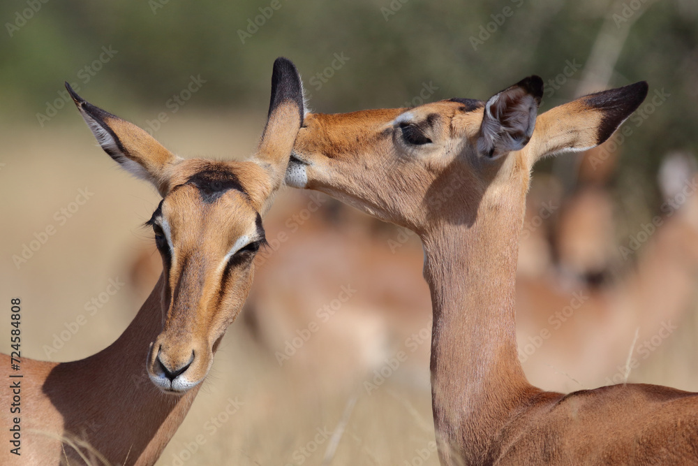 Schwarzfersenantilope / Impala / Aepyceros melampus Schwarzfersenantilope / Impala / Aepyceros melampus