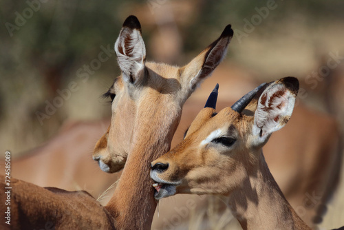 Schwarzfersenantilope / Impala / Aepyceros melampus.