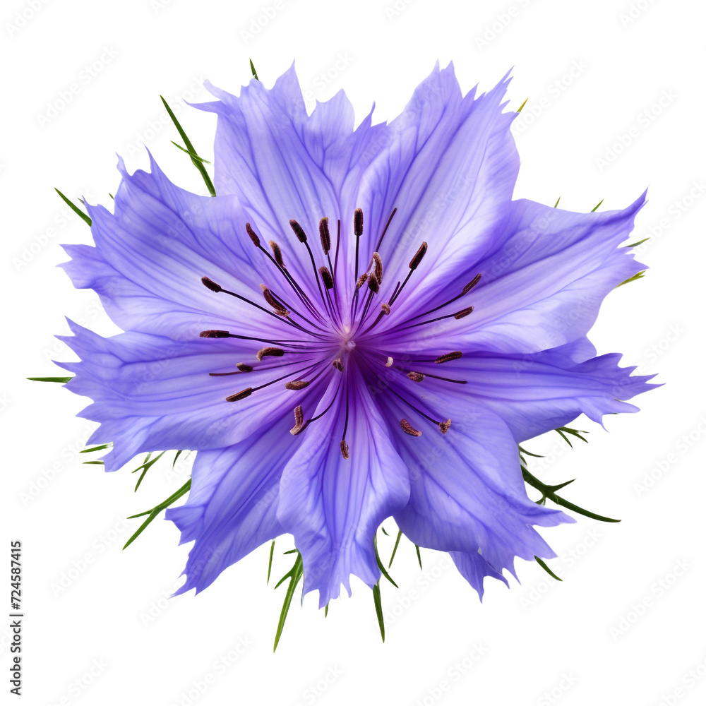 Nigella isolated on transparent background Nigella isolated on transparent background