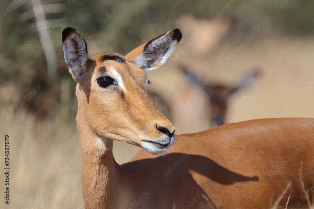 Schwarzfersenantilope / Impala / Aepyceros melampus Schwarzfersenantilope / Impala / Aepyceros melampus