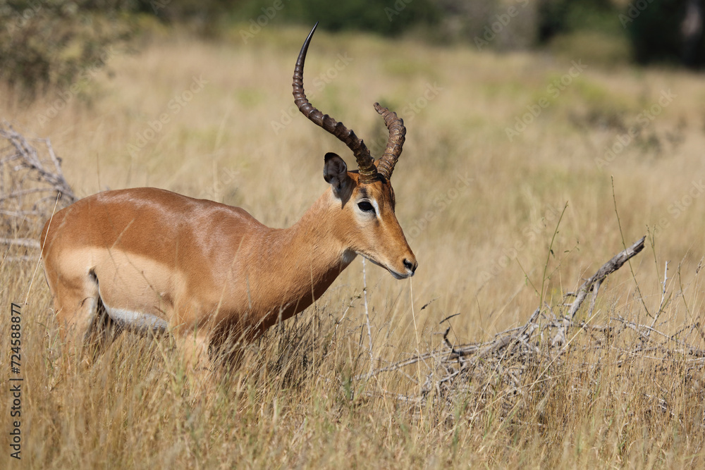 Schwarzfersenantilope / Impala / Aepyceros melampus Schwarzfersenantilope / Impala / Aepyceros melampus