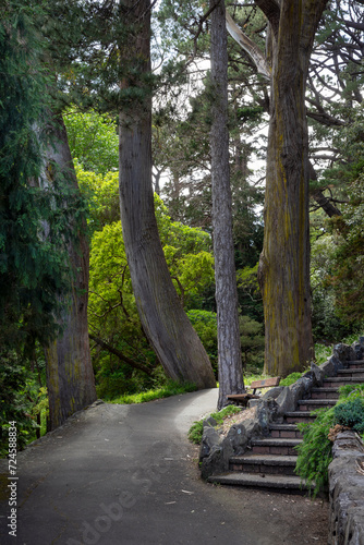 High pine trees and path at The Wellington Botanic Garden in Wellington, New Zealand .