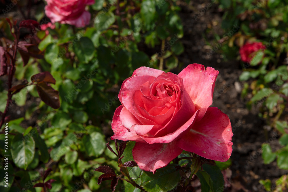 Roses. Rose garden. Flower. The Wellington Botanic Garden in Wellington, New Zealand . Roses. Rose garden. Flower. The Wellington Botanic Garden in Wellington, New Zealand .