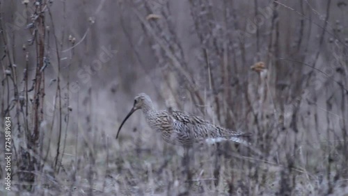 Eurasian curlew in the meadow photo