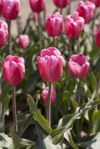 Tulip Jumbo Pink flowers in spring sunlight