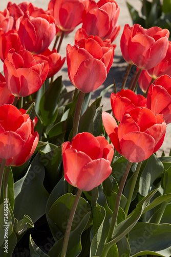 Tulip Orange Van Eijk flowers in spring sunlight
