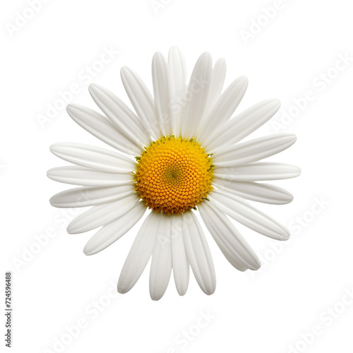 Oxeye isolated on transparent background