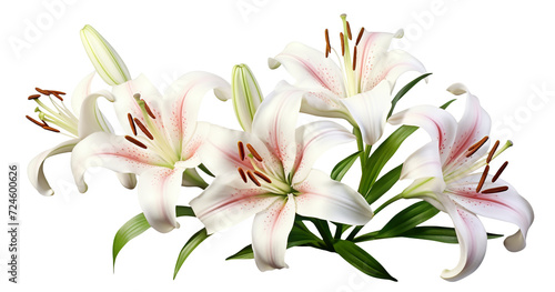 Elegant blooming lilies with buds  cut out
