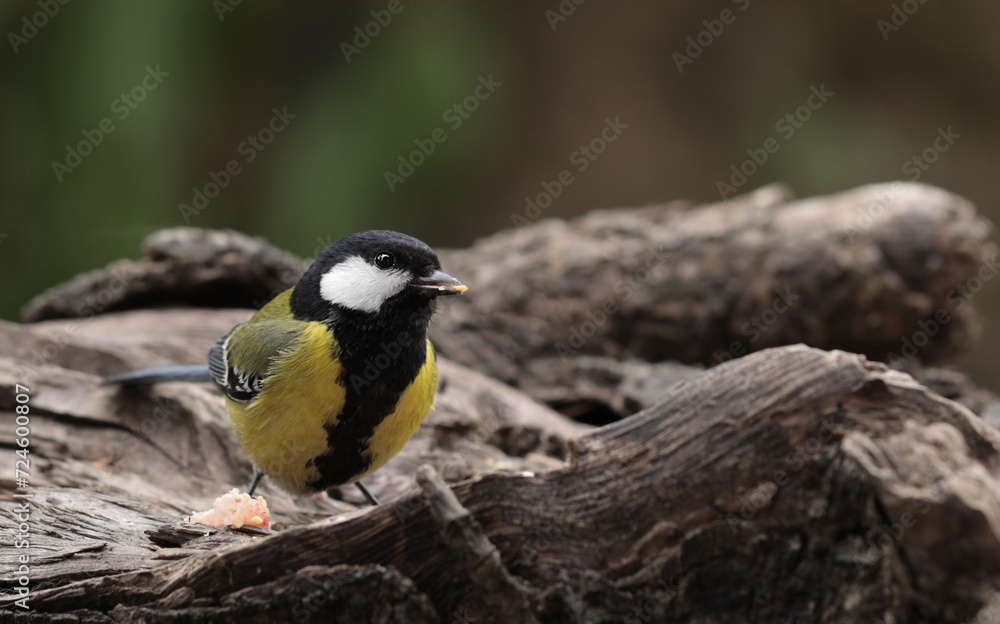 Obraz premium A green Backed Tit enjoying a peanut
