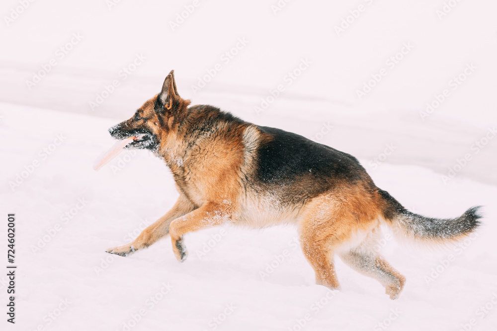 Training Of Purebred Adult Alsatian Wolf Dog Winter Day. German Shepherd Dog Playing Frisbee Freestyle. Winter Season. Training Of Purebred Adult Alsatian Wolf Dog Winter Day. German Shepherd Dog Playing Frisbee Freestyle. Winter Season.