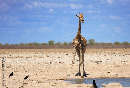 Isolated Giraffe on the dry empty plains with just a couple of crows for company.