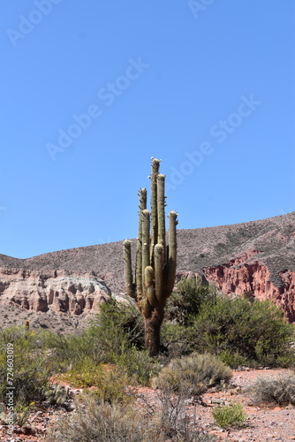 Cactus 