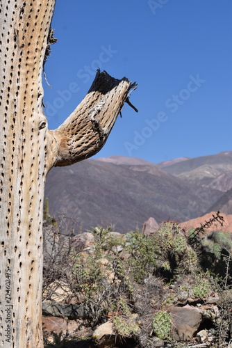 Tronc de cactus 
