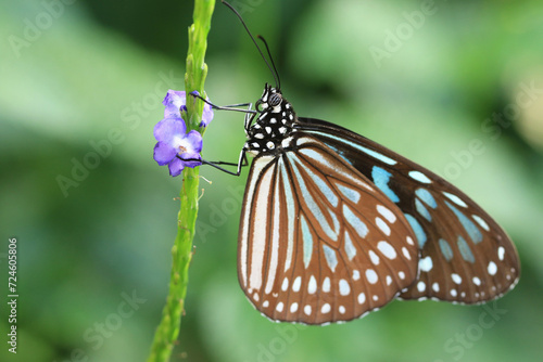 Blue Spotted Milkweed or Blue Tiger butterfly,a beautiful colorful butterfly resting on the blue flowers in the garden  © qaz1235