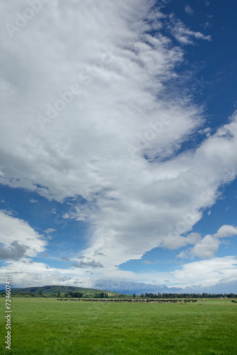 Meadows and hills. Spring. Typical New Zealand landscape. Carterton. New Zealand. Rural. Cows. Clouds.