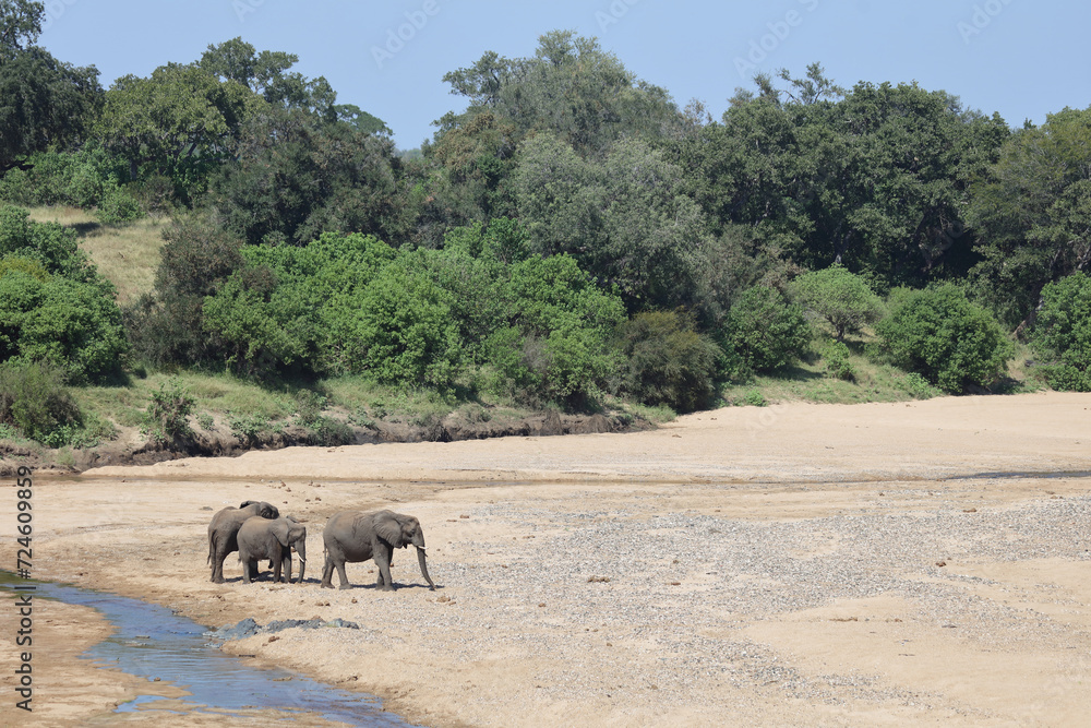 Afrikanischer Elefant im Timbavati River/ African elephant in Timbavati River / Loxodonta africana