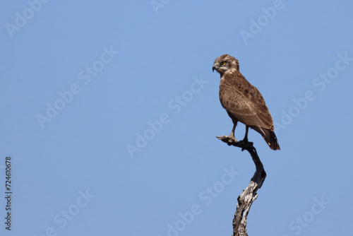 Einfarb-Schlangenadler / Brown snake eagle / Circaetus cinereus.