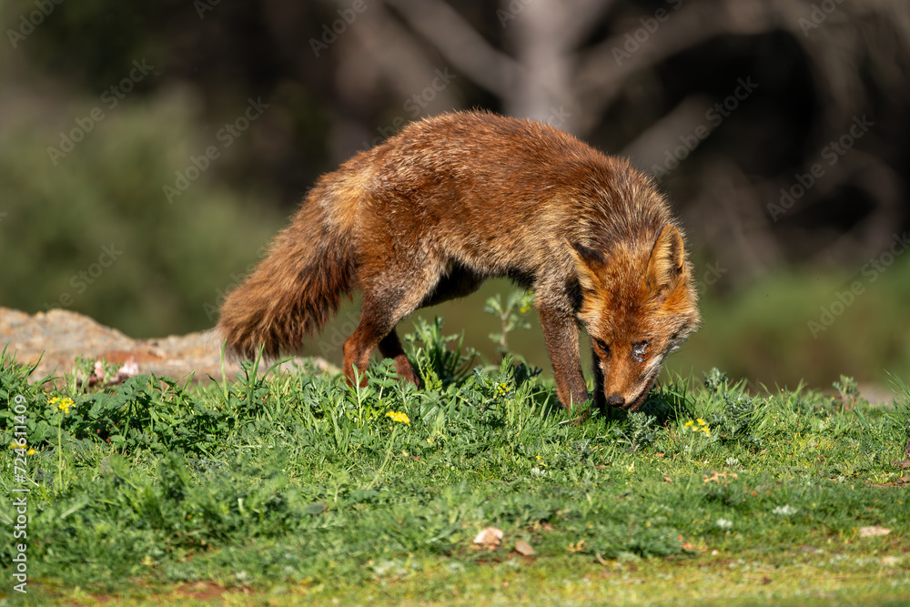 Beautiful side portrait of a common red fox with a damaged eye while sniffing on the grass with vegetation and rocks in the background in the Sierra Morena, Andalucia, Spain, Europe