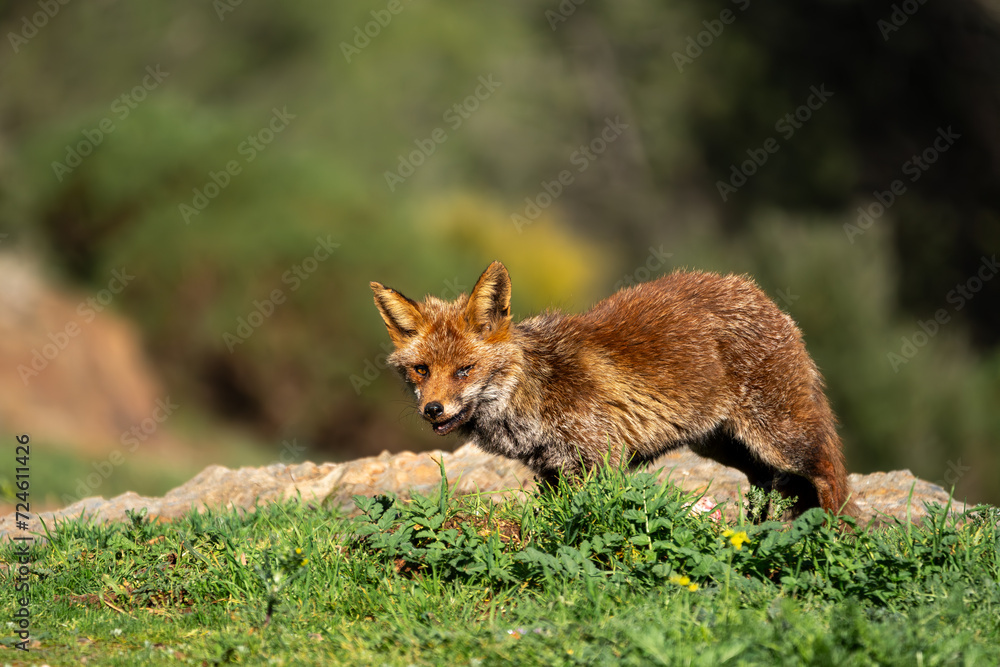 Beautiful side portrait of a common red fox with its mouth ajar on the grass with vegetation and rocks in the background in the Sierra Morena, Andalusia, Spain, Europe Beautiful side portrait of a common red fox with its mouth ajar on the grass with vegetation and rocks in the background in the Sierra Morena, Andalusia, Spain, Europe