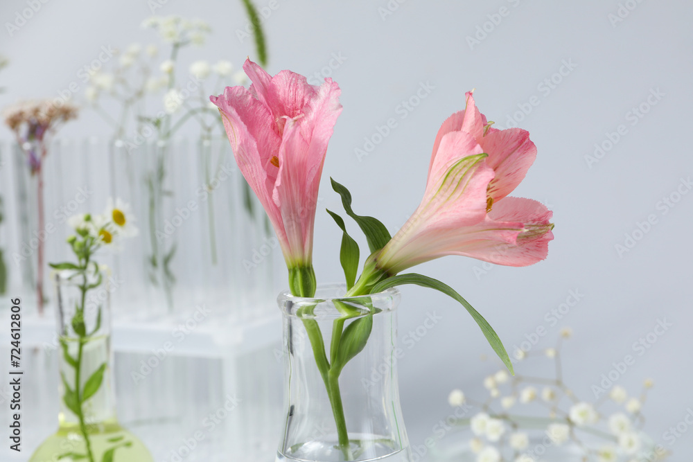 Test tubes and flowers, Herbal medicine, concept of herbal medicine research Test tubes and flowers, Herbal medicine, concept of herbal medicine research