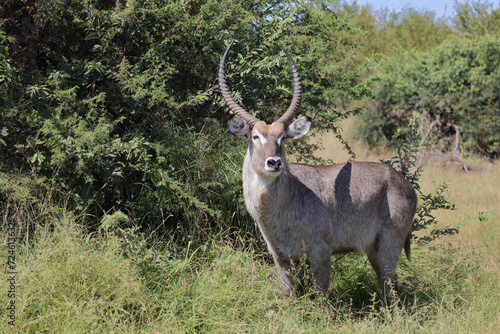 Wasserbock   Waterbuck   Kobus ellipsiprymnus