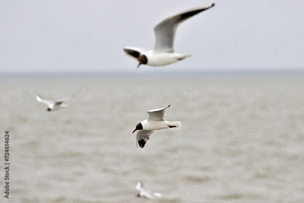Seevögel über Wasser