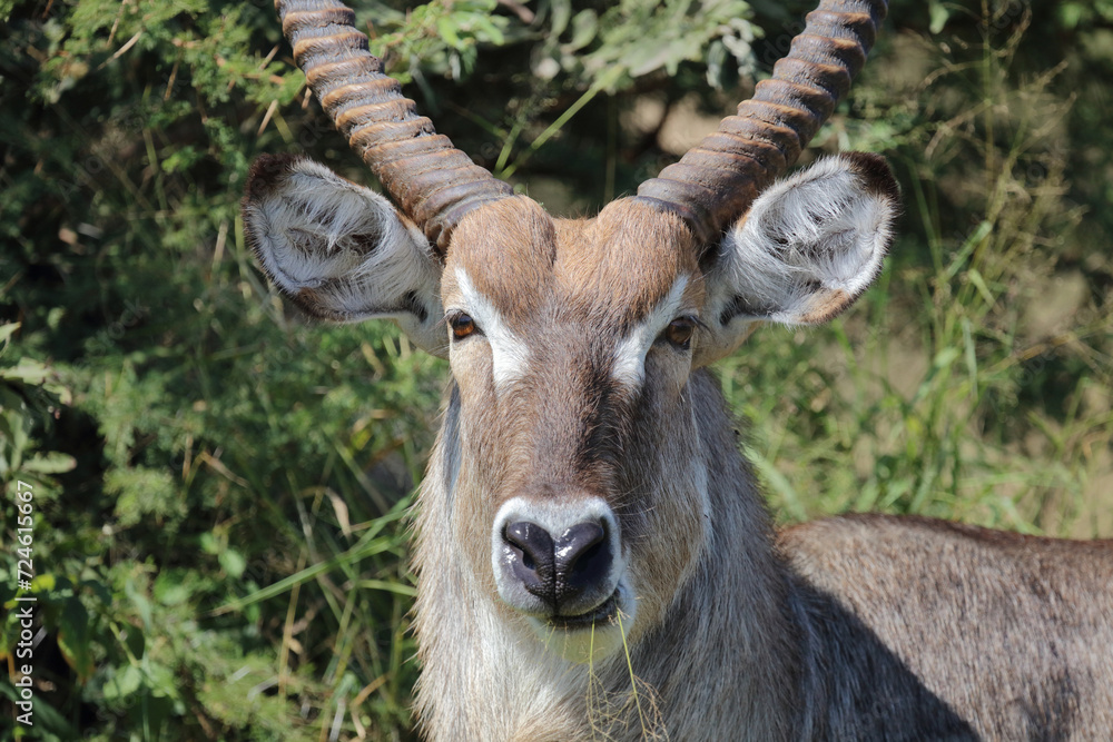 Wasserbock / Waterbuck / Kobus ellipsiprymnus Wasserbock / Waterbuck / Kobus ellipsiprymnus