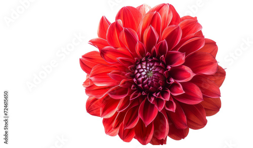 Red flower with clipping path