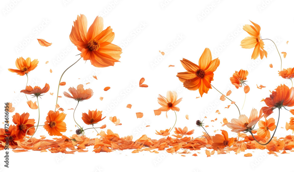 Beautiful orange cosmos flower falling in the air - obrazy, fototapety, plakaty 