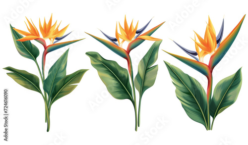 Set with beautiful Bird of Paradise tropical flowers and green leaves photo