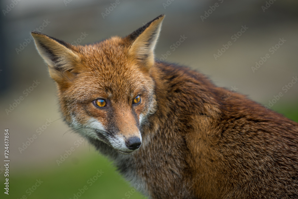 Obraz premium European Red Fox with bright orange eyes