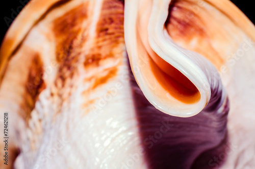 fragment of a large oceanic seashell abstract texture orange macro closeup