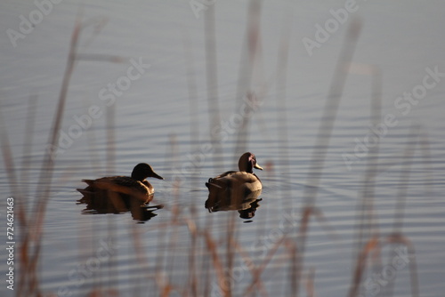 Two graceful ducks peacefully gliding on the tranquil surface of a shimmering lake, creating ripples in their wake.