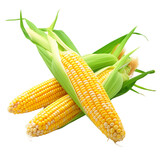 corn isolated on transparent background