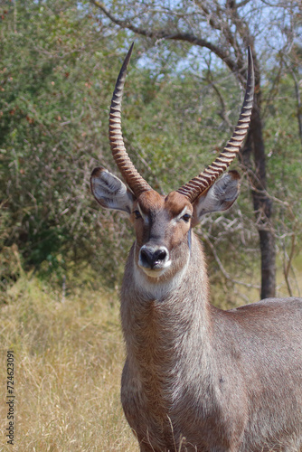 Wasserbock   Waterbuck   Kobus ellipsiprymnus