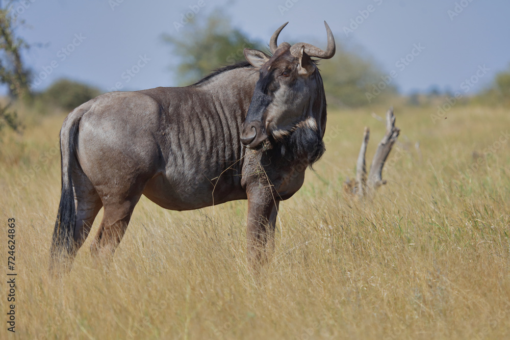 Streifengnu / Blue wildebeest / Connochaetes taurinus Streifengnu / Blue wildebeest / Connochaetes taurinus