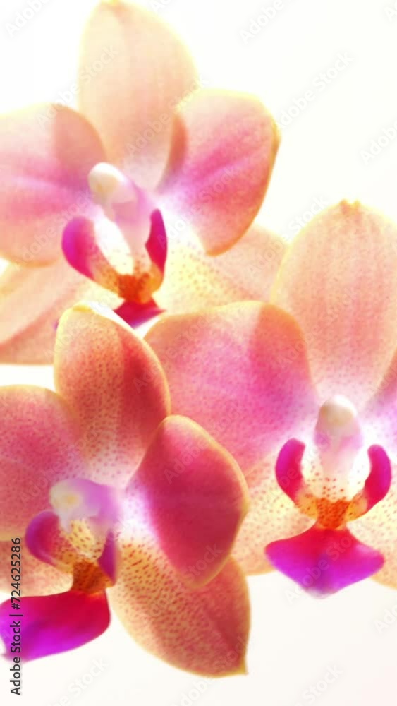 changing sunlight in the petals of an isolated bright orchid flower on white background, symbolic beauty concept for cosmetics, travel and wellness, slow motion wind stationary view, vertical changing sunlight in the petals of an isolated bright orchid flower on white background, symbolic beauty concept for cosmetics, travel and wellness, slow motion wind stationary view, vertical