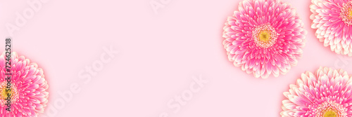 Banner with gerbera flowers scattered on a pink background. Floral composition with place for text.