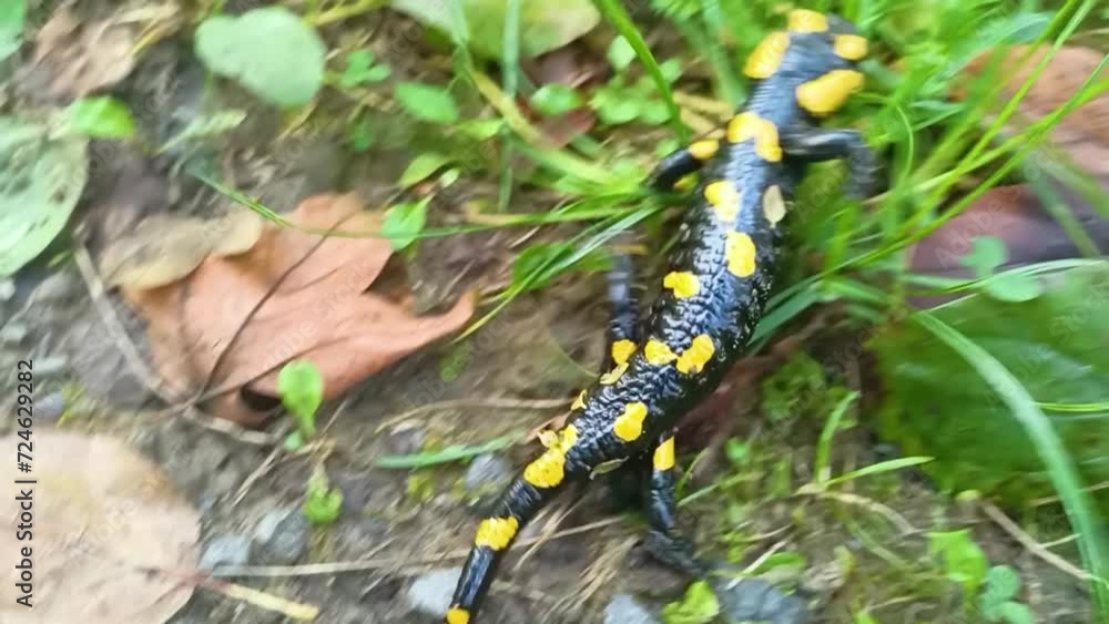 Carpathians, Ukraine - the Carpathian salamander crawls quickly through the beech forest after the rain, she loves to walk on the wet ground, looking for prey