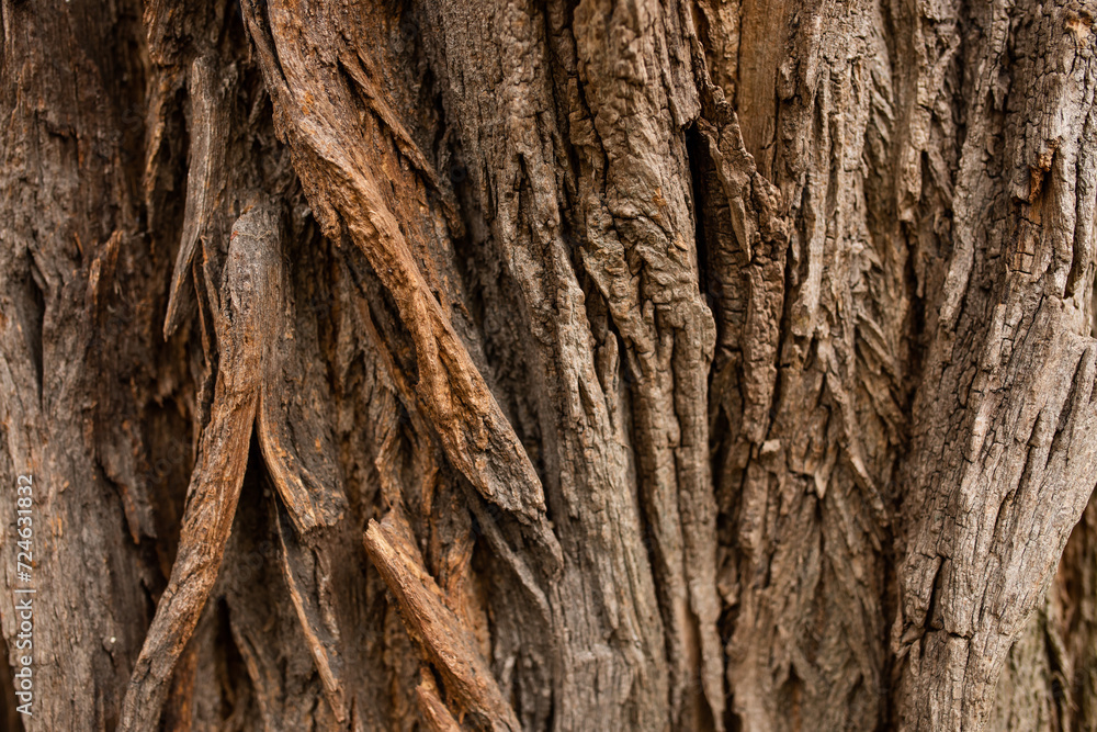 Obraz premium Bark of a big tree in the forest. Wood is a natural hardwood floor. suitable for background. Relief texture of oak bark. Panoramic photo of oak texture. Bark of a big tree in the forest.